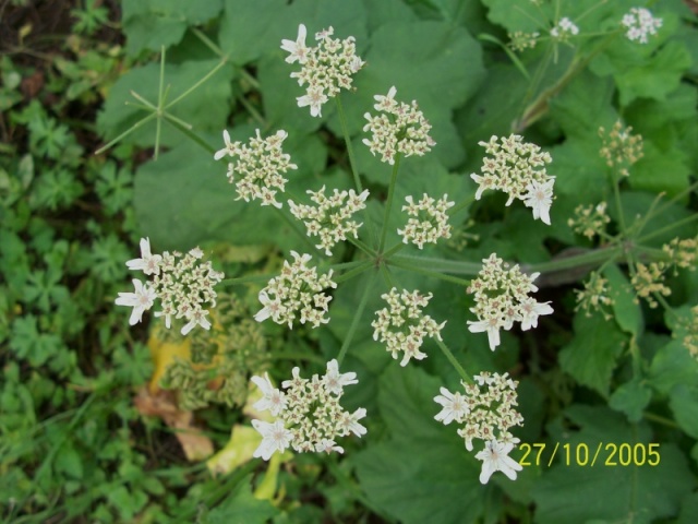 Heracleum sphondylium subsp. sphondylium / Panace comune